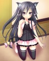 子ねこいかがですか。/おちんさま