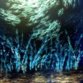 海底/銀獅