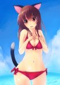 ねこみみさん